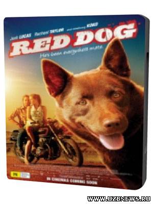 Онлайн кино Рыжий пёс / Red Dog [2011] смотреть